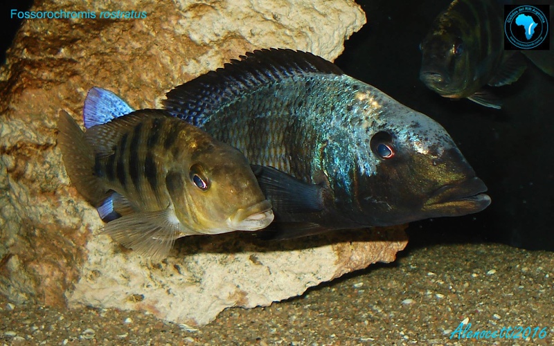 Fossorochromis rostratus